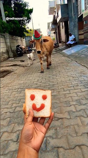 Pet ❤️ Friends: Calf & Golden Retriever Share a Bread! 🐮🐶 #shorts #animalfriendship #goldenretriever