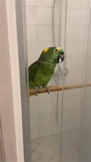 Papagei singen unter der Dusche 🚿 😍 #papageiclip #lustigetiere #lustig #papagei #viraldeutschland #deutsch | Der Freche Papagei