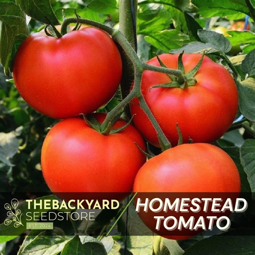 Heirloom Homestead Tomato Seeds: Disease-resistant, Heat Tolerant - Etsy
