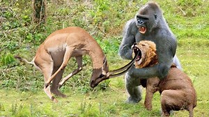 190K views · 4.1K reactions | TOP Animals that Can TAKE DOWN MALE LION | Lion vs Zebra, Rhino, Gorilla, Hippo, Giraffe, Hyenas | Animal World | Facebook