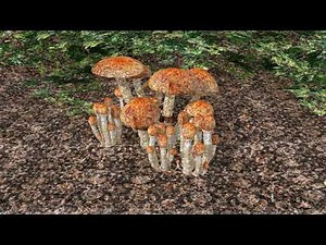 Golden Teachers/Psilocybe Cubensis Magic/psilocybin mushrooms (Trippy 4K)