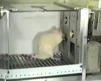 斯金纳操作性条件作用中斯金纳箱的实验