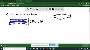 SOLVED:What is countercurrent flow, and how does it help make the fish gill the most efficient respiratory organ?