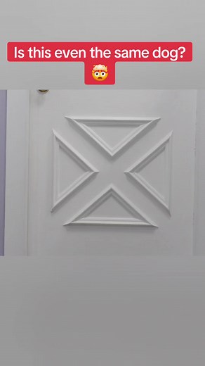 Grooming a Great Pyrenees: Transformation of a Fluffy Farm Dog