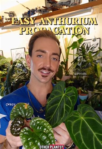 Easily Propagate Your Anthuriums: A Quick Guide