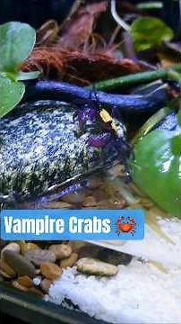 Vampire Crabs Aquarium #vampirecrab #aquarium