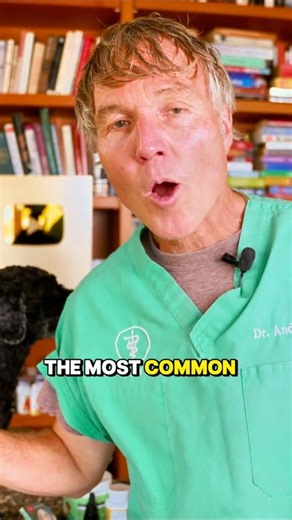 In my upcoming free webinar, I’ll show you how to calm your anxious dog naturally — without risky meds. It’s happening Tuesday, November 4th at 5PM Pacific. Topic: Natural Dog Sedation, Anxiety & Diseases Related to Stress #doganxiety #pethealth #doghealth #holisticvet #veterinarysecrets #naturalpetcare | Daily Pet Tips
