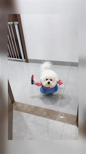 POV: You Open the Door… and a Tiny Killer Is Waiting 😭🐶🔪 #shorts