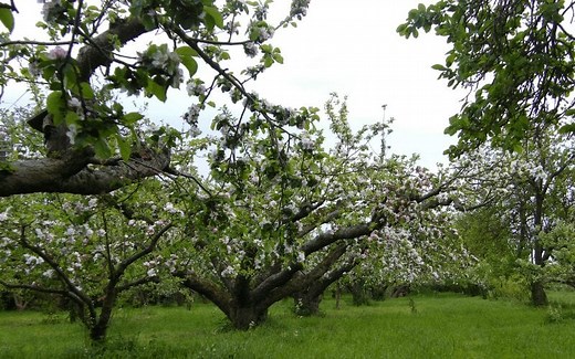How to Prune Old Apple Trees to Produce Better Fruit