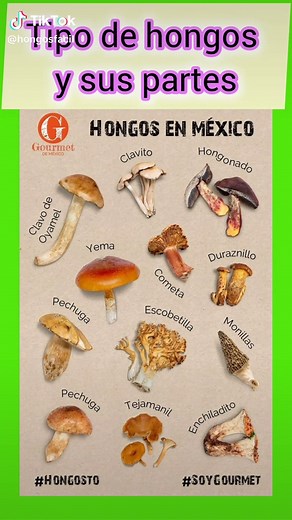 Tipos de Hongos y Sus Partes: ¡Descúbrelos Todos!