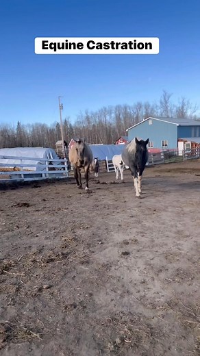 Equine castration Part 1 | Merikle Waters Paints & Quarters