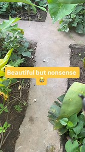 My Walkway Story & A Lesson in Snail Care I love my walkways they give me the flexibility to move around the farm with full confidence, knowing I won’t accidentally step on any snails, especially the young ones. But here’s the challenge: snails love to climb, and that’s something we can’t completely control. The more they climb, the higher the risk of falling, cracking their shells, and increasing mortality rates. We’ll soon be replacing this walkway with something more efficient and snail-frien