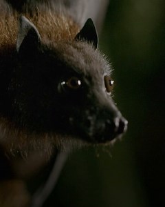 Bats are inextricably linked to the spookiest holiday of the year, but these creepy creatures actually fulfill a vital role in our ecosystem 🦇 Don't miss a special presentation of "Dead By Dawn" tonight on Nat Geo WILD. | National Geographic Animals