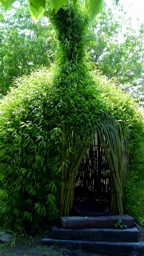 The Living Bamboo Hut: A Natural Shelter Built by Nature Itself In the middle of a green landscape stands something truly special—not a typical cabin, not a shed, and not a greenhouse, but a living bamboo hut. This structure is both architecture and garden, blending human design with the quiet power of plants. It looks like a small, cozy hideaway wrapped in thick bamboo foliage, shaped into a dome-like form with a narrow entrance and a tall “chimney” of greenery rising from the top. This kind of