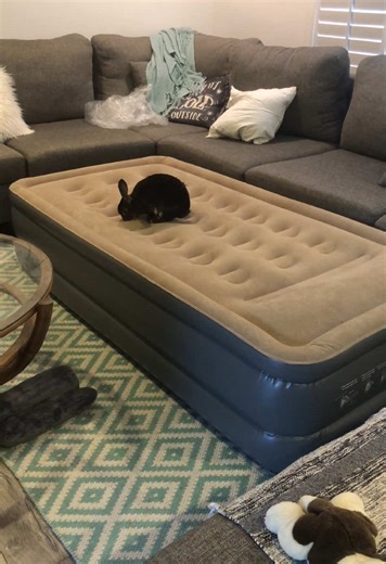 Airbed Bunny: The Ultimate Pet Bunny Experience