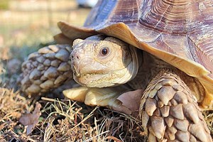 All About the African Sulcata Tortoise