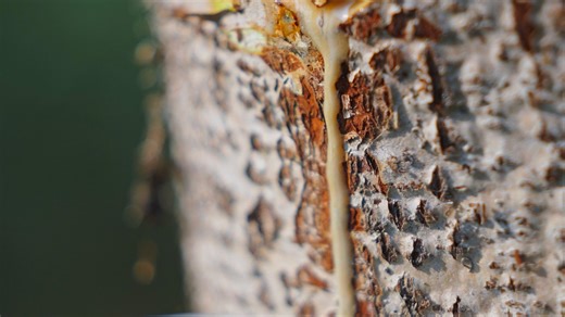 Lacquer harvesting: The origin and craft behind lacquerware art