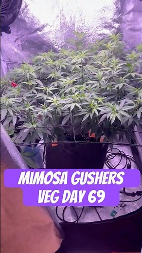 Mimosa Gushers Strain VEG Day 69 XXL LST Scrog #420 #seedtoharvest #crazybud