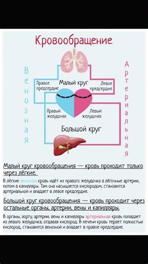 Круги кровооброщения ❤️ #anatomy #анатомия #кровообращение #сердце #медицина #анатомиячеловека #