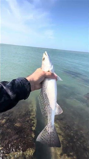 Trout Fishing South Padre Island! #texasfishing #jettyfishing