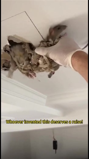 Top Rodent Control Products to Use in 2025