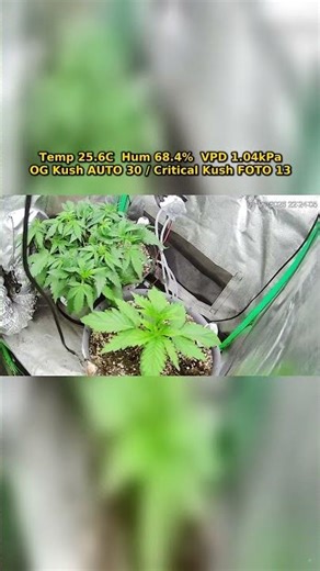 SmartGrowLab Day 7 | 24h Plant Growth Timelapse