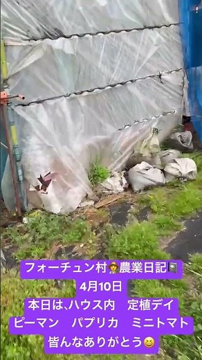 フォーチュン村👨‍🌾農業日記📓 4月10日本日は、ハウス内 定植デイ 🫑ピーマン パプリカ 🍅ミニトマト皆んなありがとう😆 #農業