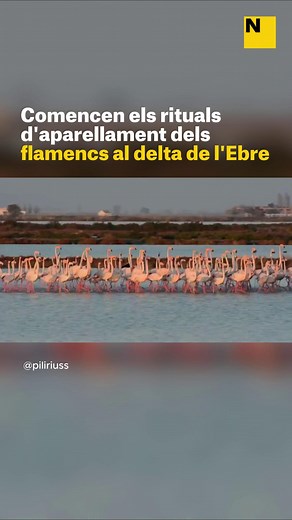 47K views · 829 reactions | 囹 Aquests dies al delta de l'Ebre s'ha pogut observar el complex ritual d’aparellament que duen a terme els flamencs.  El ritual es basa en la sincronització de moviments. Comença amb una mena de dansa o ball en què la femella camina al davant i el mascle interessat la segueix. Si la sincronització és bona, la parella tindrà futur; si no ho és, no prosperarà. | ElNacional.cat | Facebook