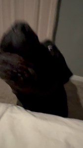 16K views · 1K reactions | Bane shenanigans, he was mad | Raising Bane | Facebook