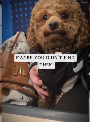 Ruby doesn't need her humans. Her humans need Ruby. #foryoupage❤️❤️ #dog #fyp #cavapoo #cute