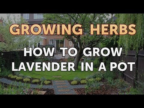 How to Grow Lavender in a Pot