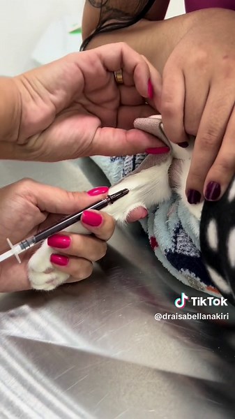 💉🩸Coleta de sangue de gatinho bravo #gato #gatos #cat #cats #catsoftiktok #catslovers #catlovers #capcut #cattok #catsvideo #catstagram #catsmoves #catslove #gatostiktok #gatosgraciosos #gatosengraçados #gatosfofos #gatostiktokers #gatoscuriosos_ #gatosdotiktok #gatoslindos #vet #veterinarian #veterinaria #veterinary #veterinario #veterinarymedicine #veterinarylife #veterinariansoftiktok #vetslife #vetsoftiktok #vets #vetstudentlife #vetstudent #vetschool #vetsrock #maven #mavenvet