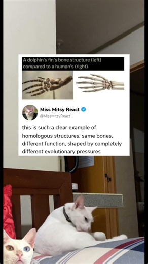 this is such a clear example of homologous structures