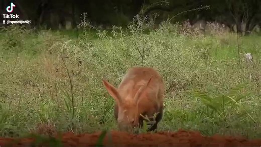 Aardvark digging a burrow in daylight on Shelanti Game Reserve