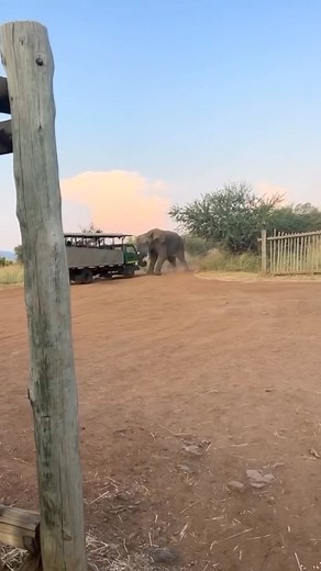 25K views · 746 reactions | Safari adventure with Unsubscribe Podcast #comedy #laughter #hilarious #jokes #haha | Uncle Dijon | Facebook