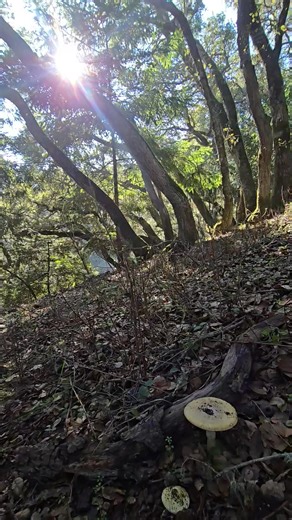 Death caps from San Mateo County, California. | Alan Rockefeller