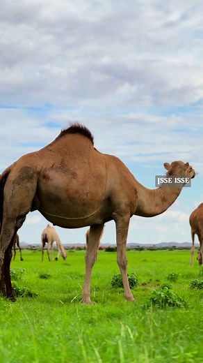 Gabayga Faras: Qiimeynta Muuqaalkan Jaalayaal