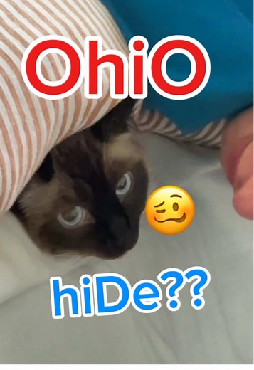 Funny Cats in Ohio: Meet Bagagwa and Friends