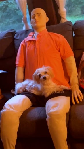 4.9M views · 117K reactions | They even bring him along for car rides  Gus' mom, Keandra told us how he had really bad separation anxiety and nothing worked until Freddy came along, and how even the cat likes him! Keep up with Keandra on TikTok: https://thedo.do/kickrockslicksocks | The Dodo | Facebook