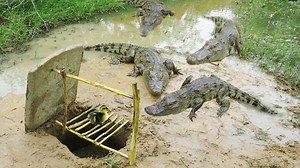 AMAZING Crocodile Trap - How To Make Big Crocodile Trap Work 100% #Crocodile_Trap | Wild Animal World