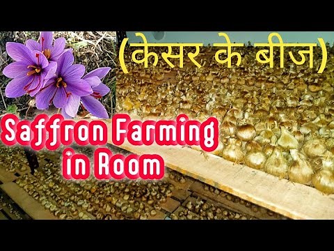 Saffron Farming Aeroponic System | How to Grow Kesar in Room | ‪@DurgeshProjects‬