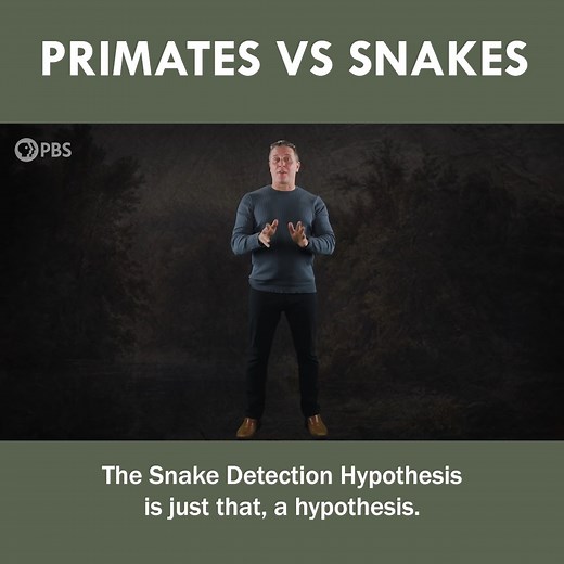 How Evolution Shaped Our Fear of Snakes | Eons • PBS