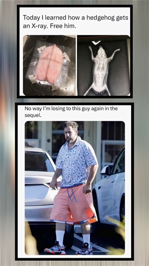 “Bro Saw the Hedgehog X-Ray & Said NOT AGAIN 😂💀 | Sequel Revenge Mode Activated”#shorts #viral