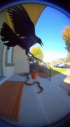1. Crow Saves Monkey From Giant Snake 😱