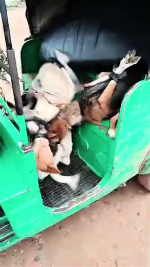 Rescuing dog meat survivors #fyp #foryou #foryoupage #dogsoftiktok #petsoftiktok #dogmom #doglover