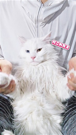 猫3匹でダンスするミームって話。#猫ダンス