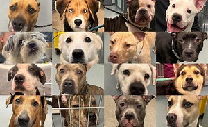 Richmond Animal Care and Control announces that kennels are full