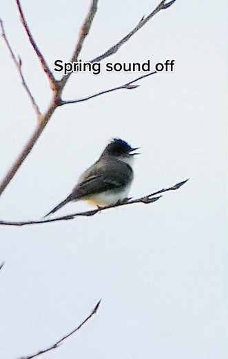 Eastern Phoebe calling with background calls of Tufted Titmouse, Red-winged Blackbird etc. #birdwatching #birdsounds #easternphoebe
