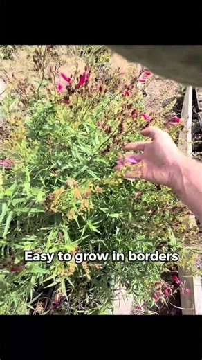 Penstemon: Months of Colour