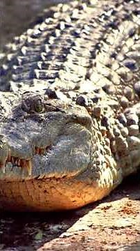 The Philippine Crocodile